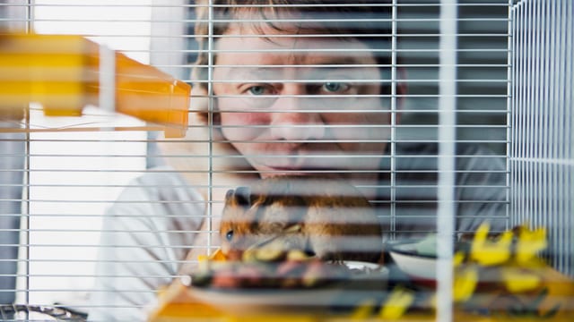 Video «Der Hamster» abspielen Video «Der Hamster» abspielen