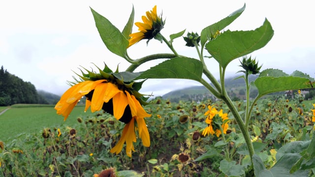 Bei diesem Regenwetter liessen am Sonntag auch die Sonnenblumen den Kopf hängen. Bei diesem Regenwetter liessen am Sonntag auch die Sonnenblumen den Kopf hängen.