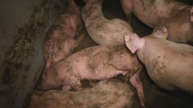 Kranke, verdreckte Tiere, die wenig Platz haben. Kranke, verdreckte Tiere, die wenig Platz haben.