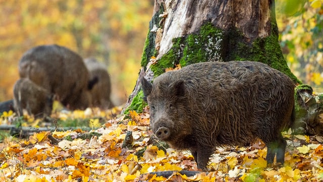 Ein Wildschwein blickt auf einer mit Laub bedeckten Wiese in die Kamera. Ein Wildschwein blickt auf einer mit Laub bedeckten Wiese in die Kamera.