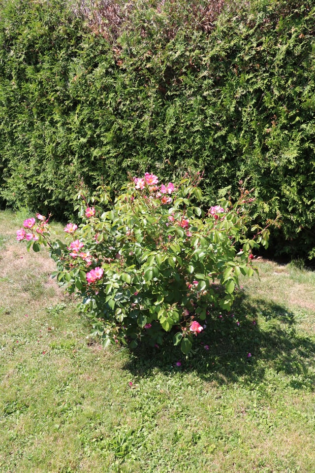 Rosenbusch mit kleinem Schatten. Rosenbusch mit kleinem Schatten.