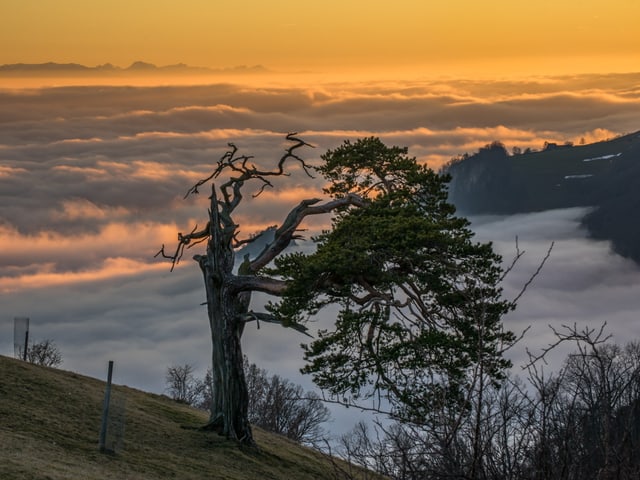 Die Abendsonne beleuchtet das Nebelmeer gelblich. Im Vordergrund ein Baum.