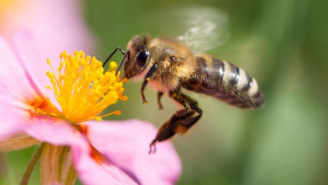Biene bei Blume Biene bei Blume