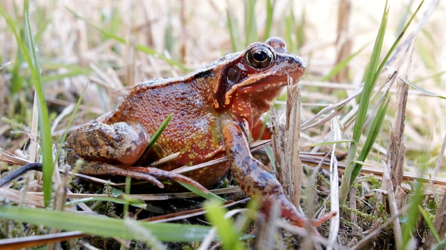 Ein Laubfrosch im Gras. Ein Laubfrosch im Gras.