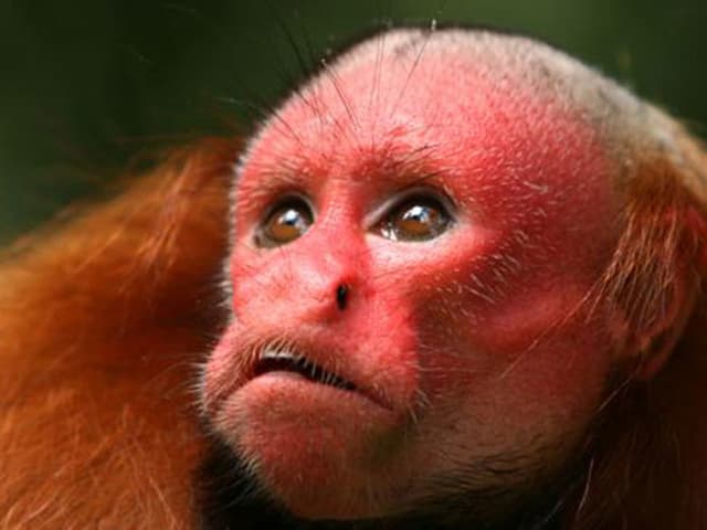 Roter Uakari