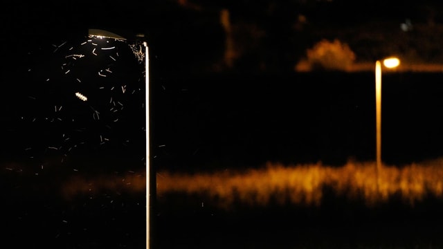 Lampe in der Nacht mit Insekten Lampe in der Nacht mit Insekten