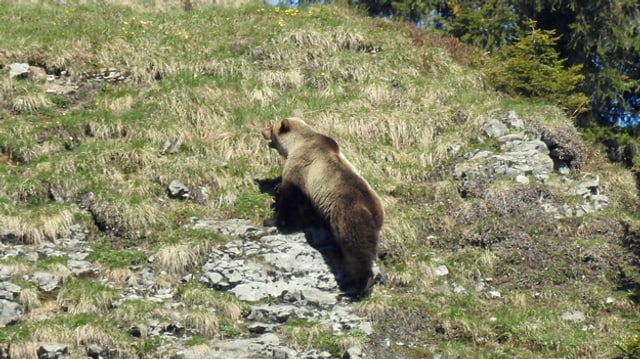 Bär des Eriz Bär des Eriz