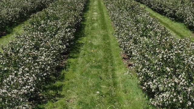 Aroniabeeren Feld Aroniabeeren Feld