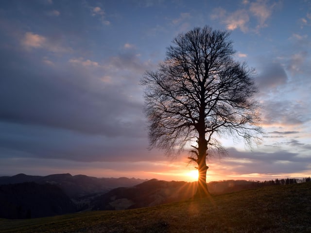 Sonne, die hinter Baum hervor scheint. Sonne, die hinter Baum hervor scheint.