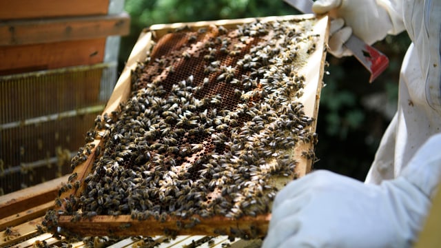 Bienenwabe mit Bienen. Bienenwabe mit Bienen.