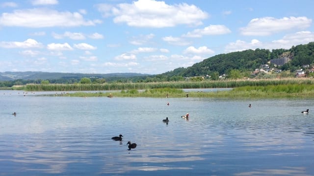 See mit Enten. See mit Enten.