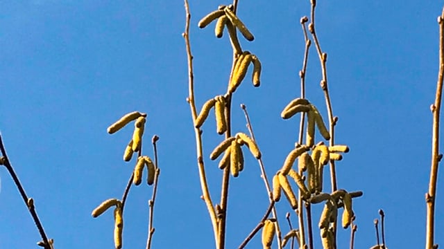 Ausgetriebener Hasel bei Worben. Ausgetriebener Hasel bei Worben.