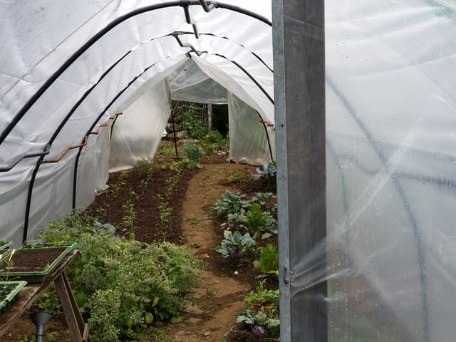 Blick in das Gewächshaus, das ca. 10 Meter lang und 3 Meter breit ist.