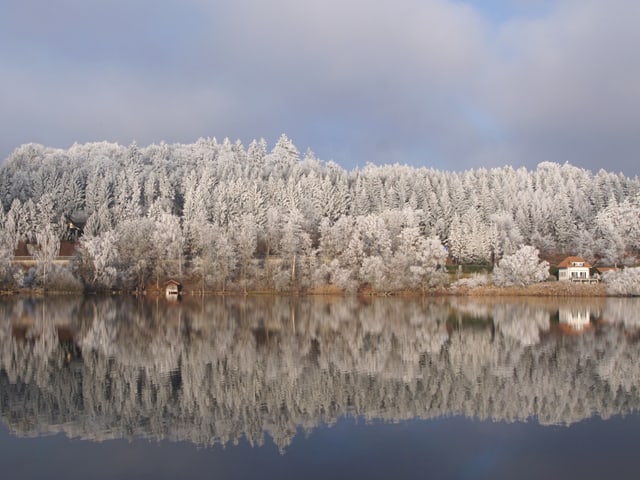 Der Wald auf der anderen Seite des Sees ist mit Raureif überzogen. Der winterlich weisse Wald spiegelt sich im See.