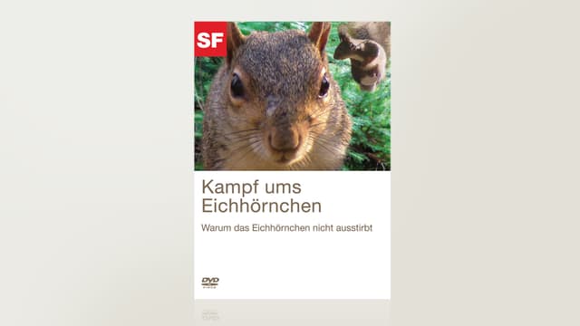 Kampf ums Eichhörnchen Kampf ums Eichhörnchen