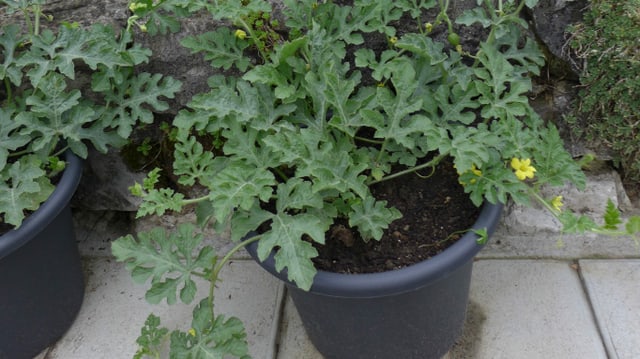 Topf mit blühender Wassermelonen-Pflanze. Topf mit blühender Wassermelonen-Pflanze.