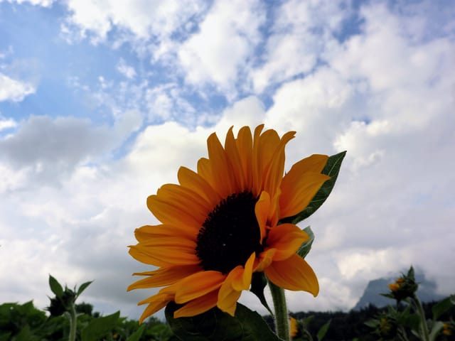 Sonnenblume bei bewölktem Himmel.