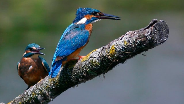 Eisvogel Eisvogel