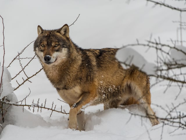 Wolf im Schnee.