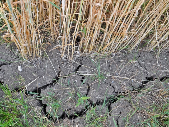 Trockener Boden, kaum grünes Gras, viele trockene Grashalme. Trockener Boden, kaum grünes Gras, viele trockene Grashalme.
