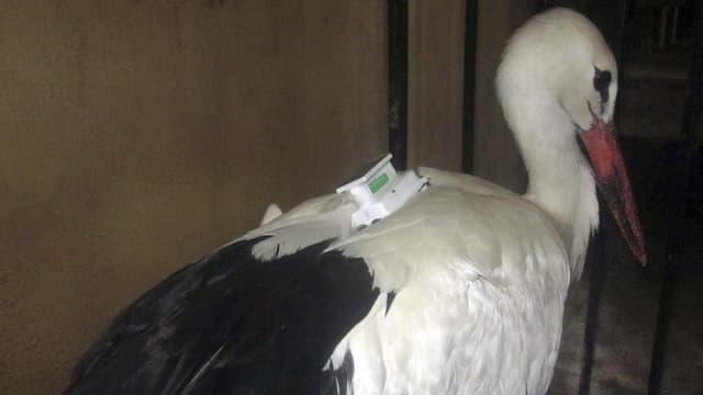 Ein Storch mit einem Sender auf dem Rücken. Ein Storch mit einem Sender auf dem Rücken.