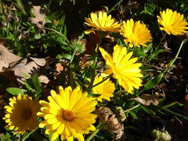 Mehrere gelbe Blumen.