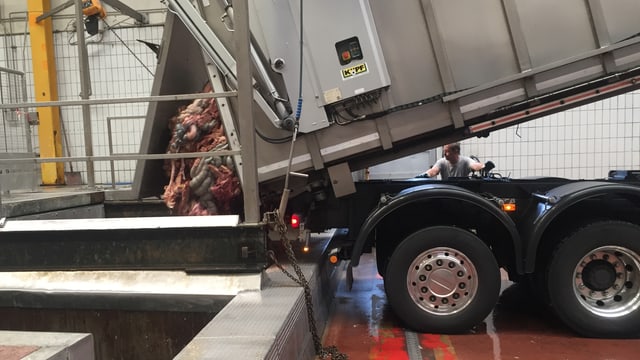 Ein Lastwagen lädt tote Tiere und Schlachtabfälle ab Ein Lastwagen lädt tote Tiere und Schlachtabfälle ab