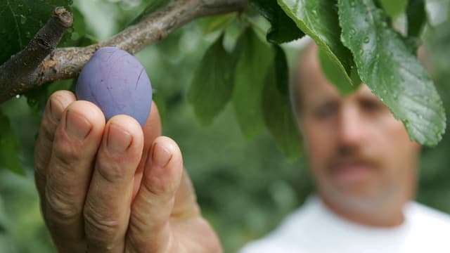Bauer nimmt Zwetschge vom Baum Bauer nimmt Zwetschge vom Baum