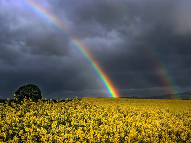 Doppelter Regenbogen über Rapsfeld.