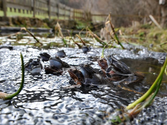 Viele Frösche in flachem Wasser mit viel Laich.