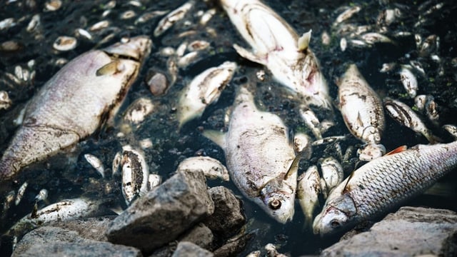 Fischsterben in der Oder: Wie hält man einen Fluss sauber?