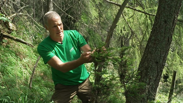 Fotografia dal ischigner forestal Martin Kreiliger Fotografia dal ischigner forestal Martin Kreiliger