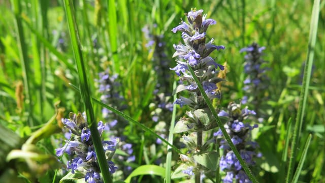 Die Pflanze mit violett-blauen, kleinen Blüten Die Pflanze mit violett-blauen, kleinen Blüten