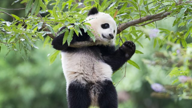 China und USA: Was steckt hinter der Panda-Diplomatie?