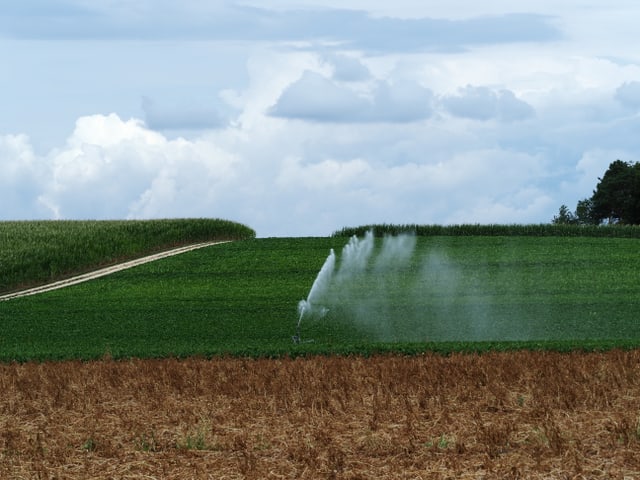 Feld mit Sprinkler im betrieb unter grauem Himmel.