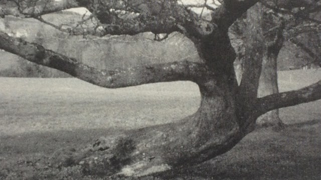 Knorriger BAum. Knorriger BAum.