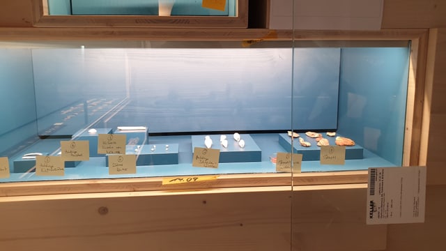 Blau eingekleidete Vitrine mit kleinen archäologischen Objekten Blau eingekleidete Vitrine mit kleinen archäologischen Objekten
