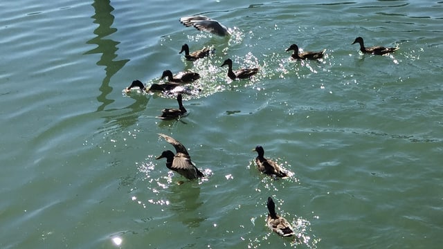 Enten im Wasser, eine schnappt sich ein Stück Brot. Enten im Wasser, eine schnappt sich ein Stück Brot.