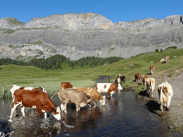 Kühle suchen Abkühlung in einem Bach. Kühle suchen Abkühlung in einem Bach.