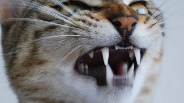 Eine Katze. Eine Katze.