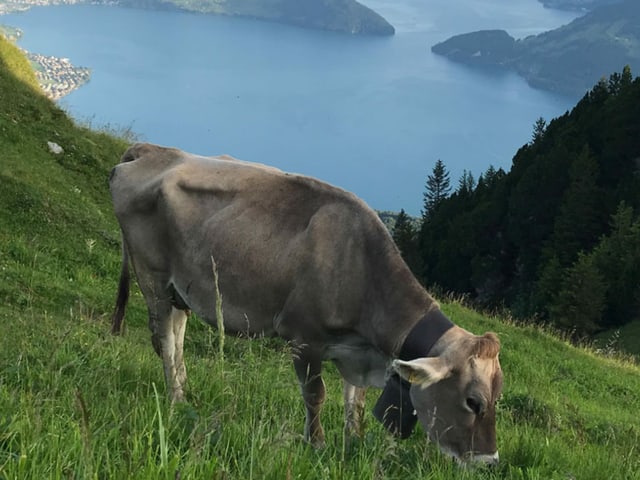 Ausblick auf den Vierwaldstättersee.