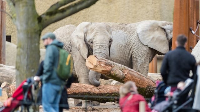 Zwei Elefanten, im Vordergrund Zoobesucher Zwei Elefanten, im Vordergrund Zoobesucher