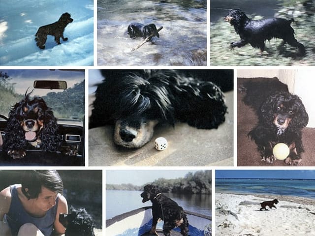 Bildcollage mit einer Hündin.
