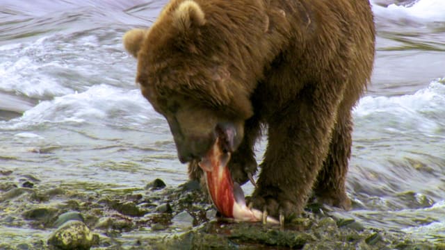 Ein Grizzly zerreisst einen Lachs am Flussufer. Ein Grizzly zerreisst einen Lachs am Flussufer.