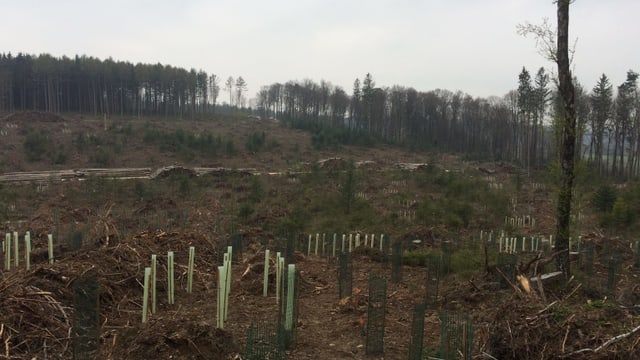 Setzlinge auf einer Fläche, wo der Wald umgeworfen wurde. Setzlinge auf einer Fläche, wo der Wald umgeworfen wurde.