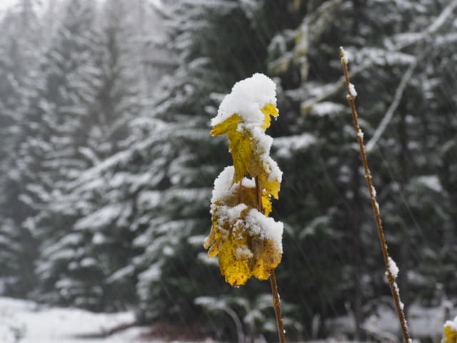 Verschneites Blatt