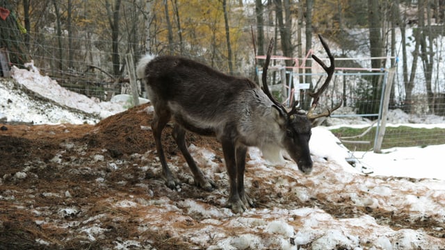 Männliches Rentier im Schnee. Männliches Rentier im Schnee.