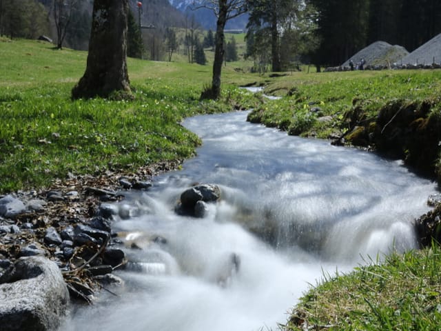 Vollgefüllter Bach in Wiese.