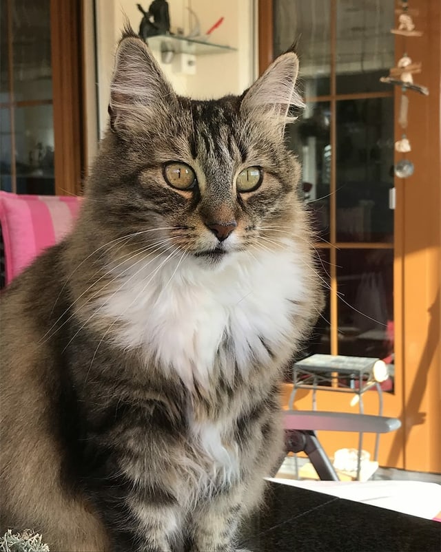 Eine Katze auf einem Stuhl.