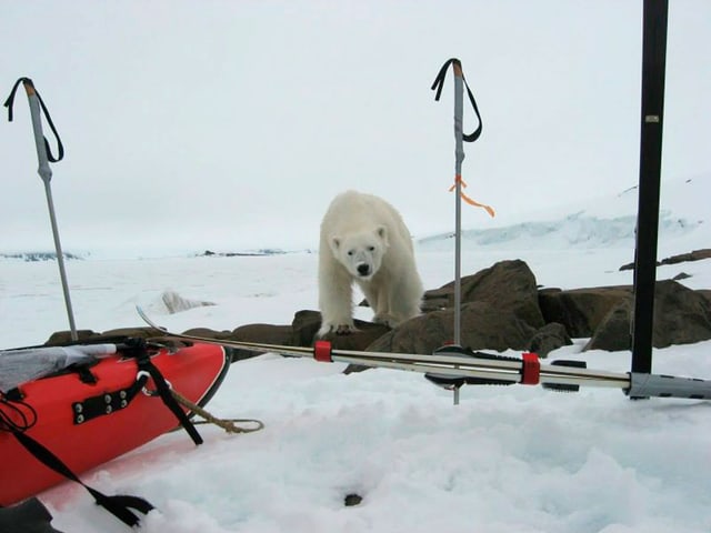 Eisbär in Camp. Eisbär in Camp.